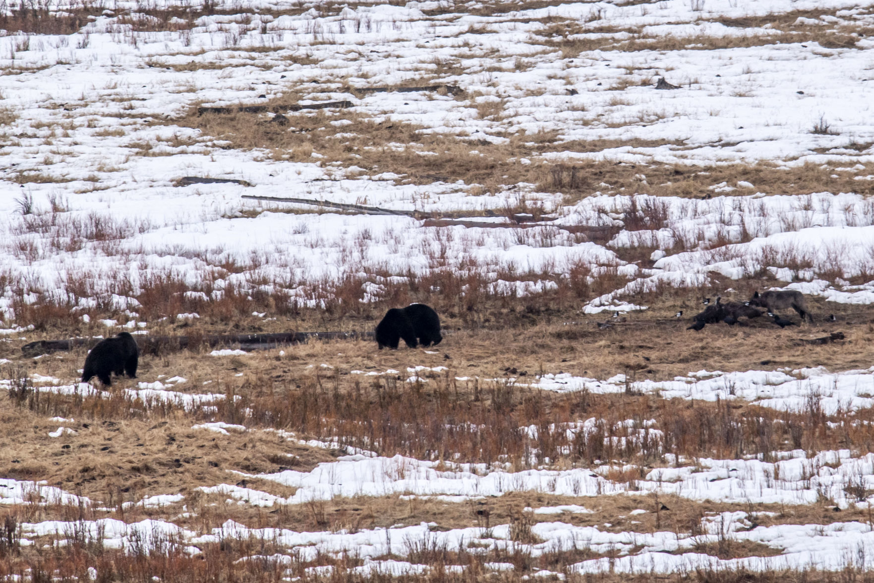 Yellowstone National Park